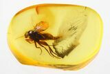 Fossil Scuttle Fly with Emerging Parasitic Nematode In Baltic Amber #343242-2